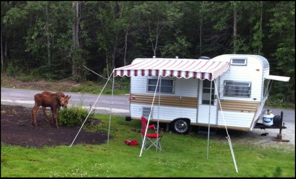 Even the moose like our trailer